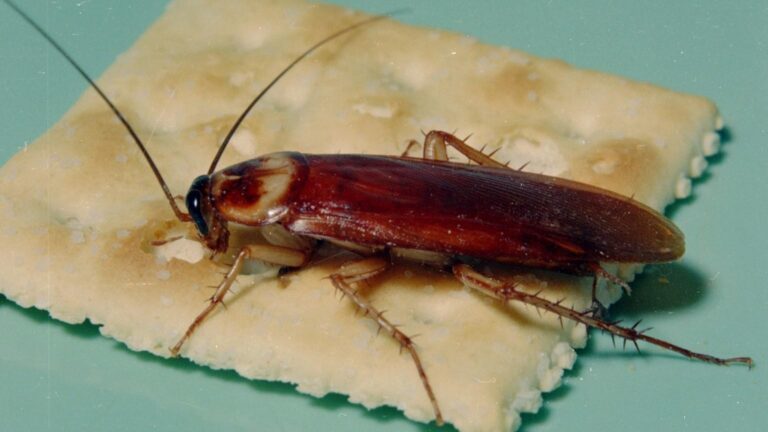German vs American Cockroach: Which One Do You Have?