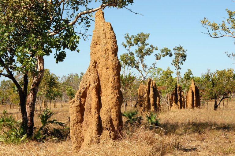 Termite Treatment Cost in Karachi, Lahore & Islamabad — 2026 Price Guide