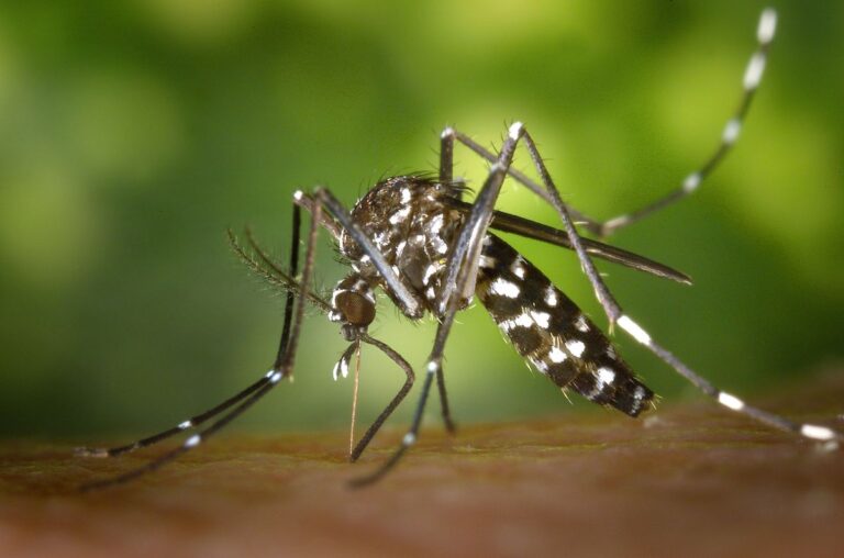 Monsoon Pest Control in Pakistan: Month-by-Month Prevention Calendar