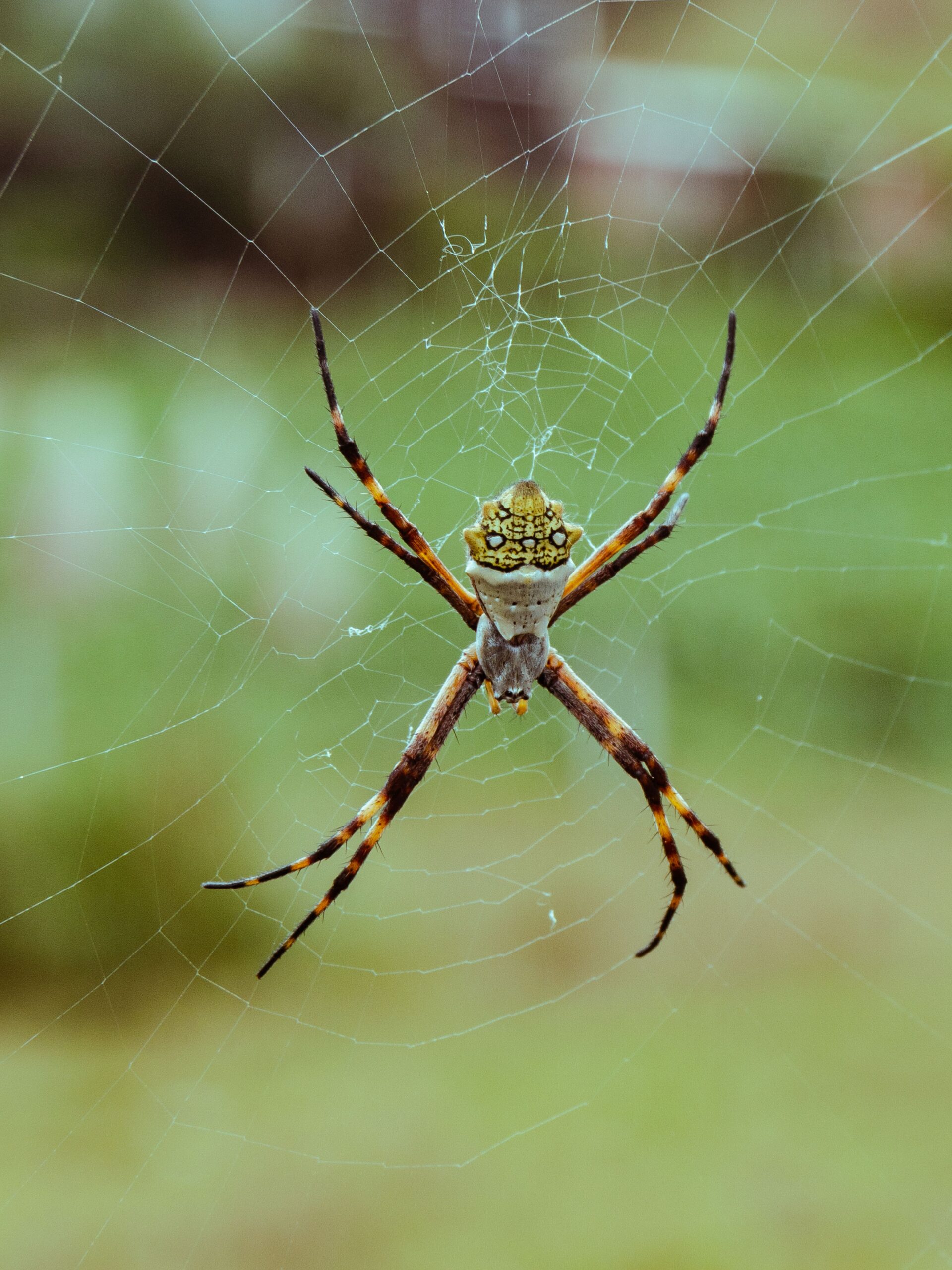 Spider in a web, common post-monsoon in Pakistani homes