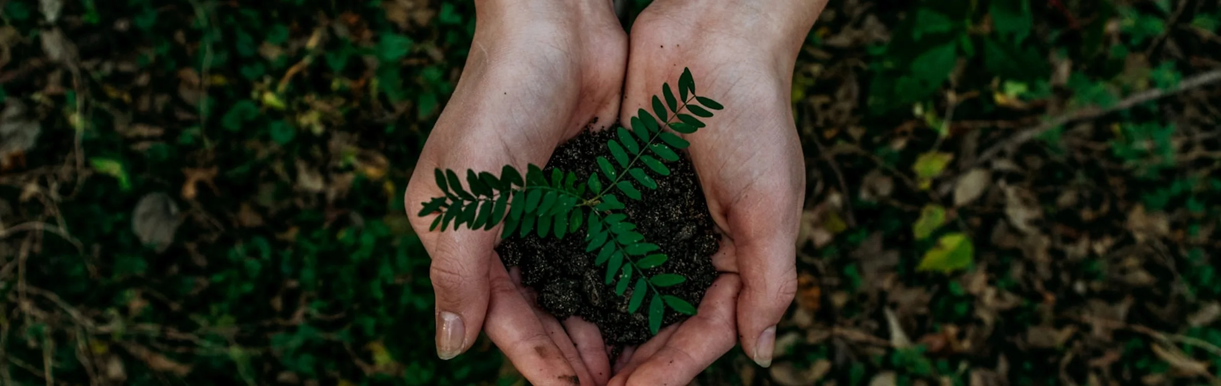 Ethical growth and environmental stewardship