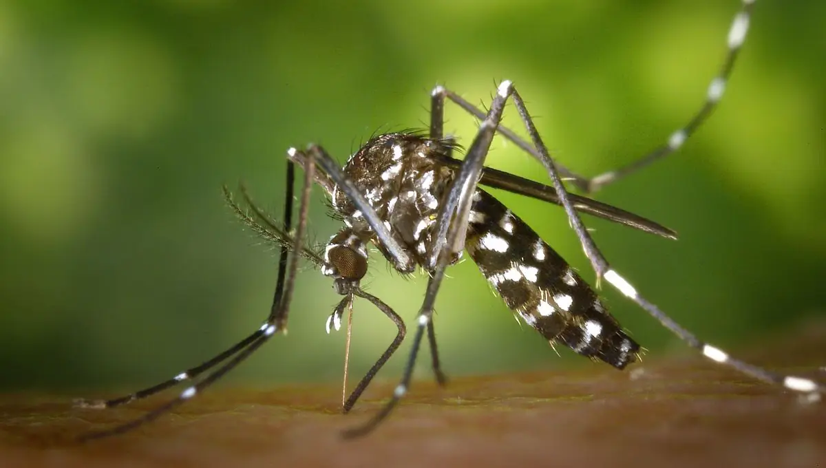 Aedes aegypti dengue mosquito macro shot