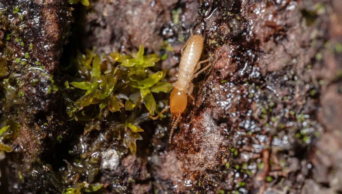 Subterranean termite macro shot on wood structure