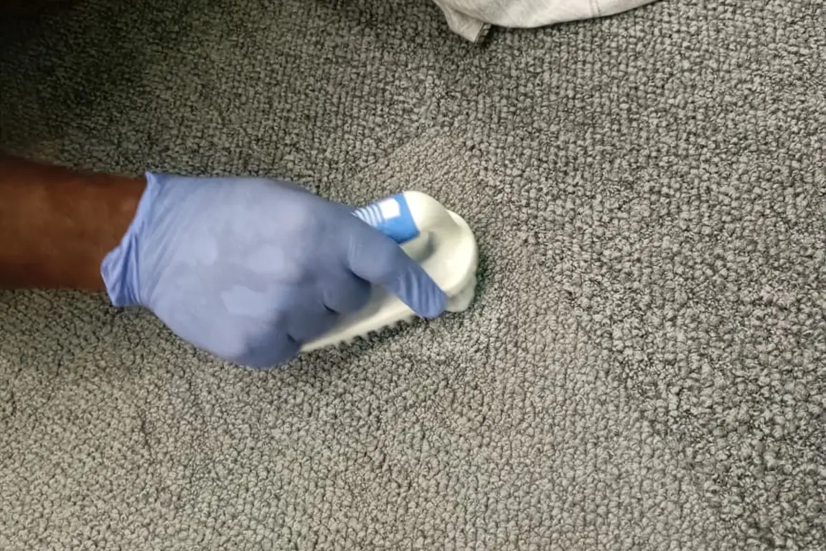 Pest Orbit technician applying spot treatment to carpet stains