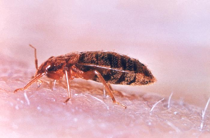 Close-up of a common bed bug, Cimex lectularius