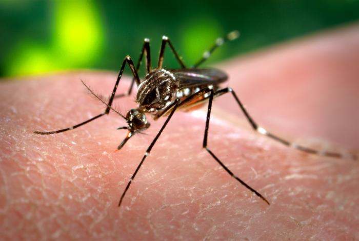 Aedes aegypti mosquito with characteristic white leg markings