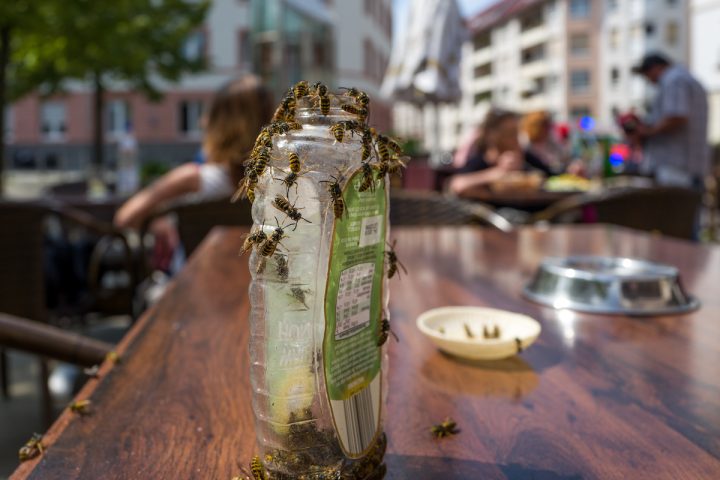 Wasps in a cafe in Frankfurt