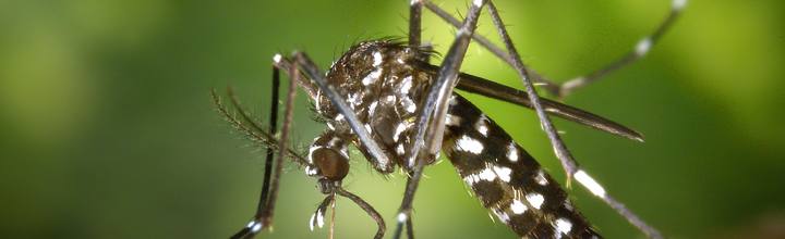 Aedes aegypti dengue mosquito close-up — Pest Orbit Pakistan