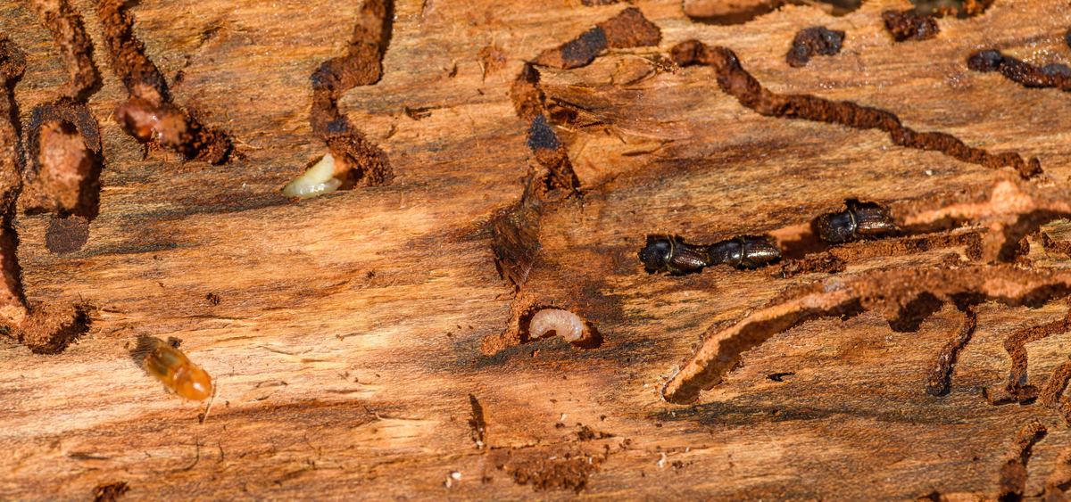 Termite wood damage infestation — deemak Pakistan