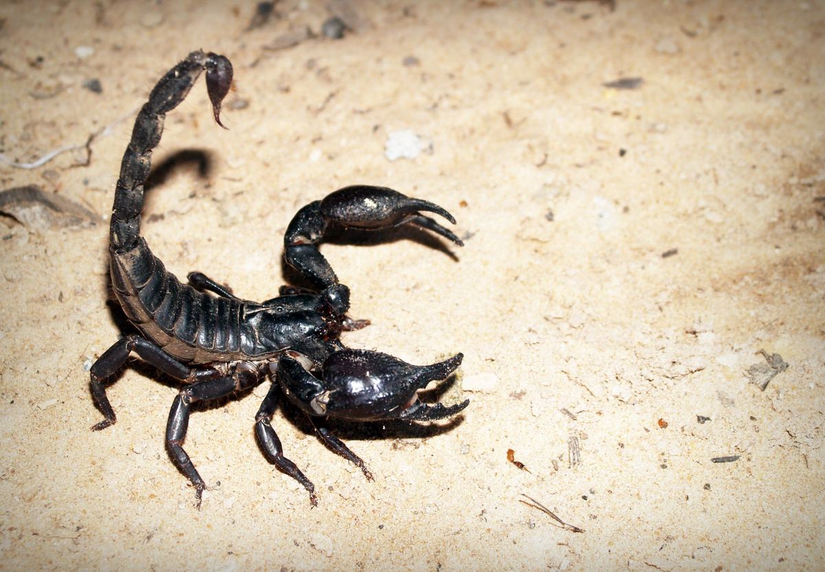 Scorpion close-up — stinging pest Pakistan