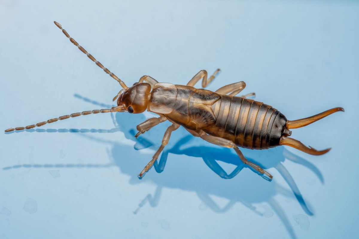 Silverfish Lepisma saccharina — paper pest Pakistan