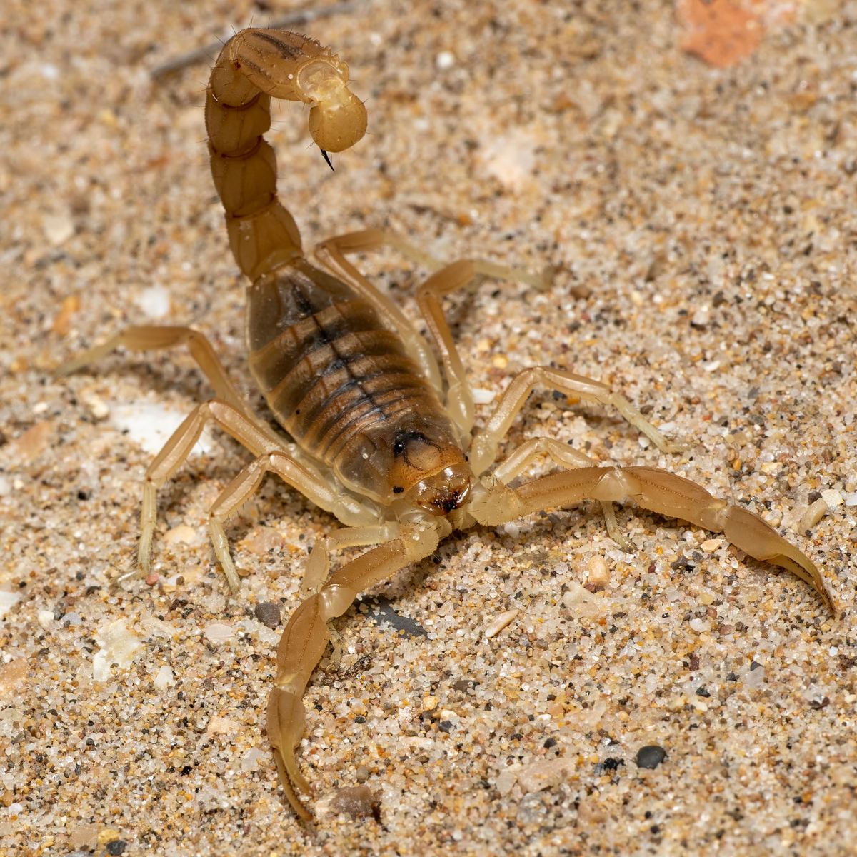 Scorpion Mesobuthus tamulus — venomous Pakistan