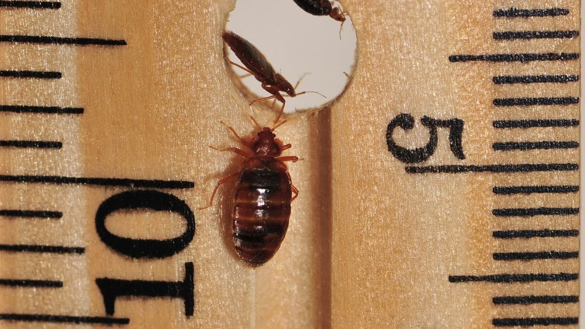 Bed bug Cimex lectularius — Pakistan