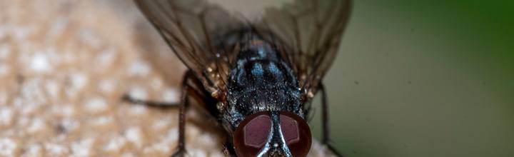 House fly close-up compound eyes — Pest Orbit Pakistan