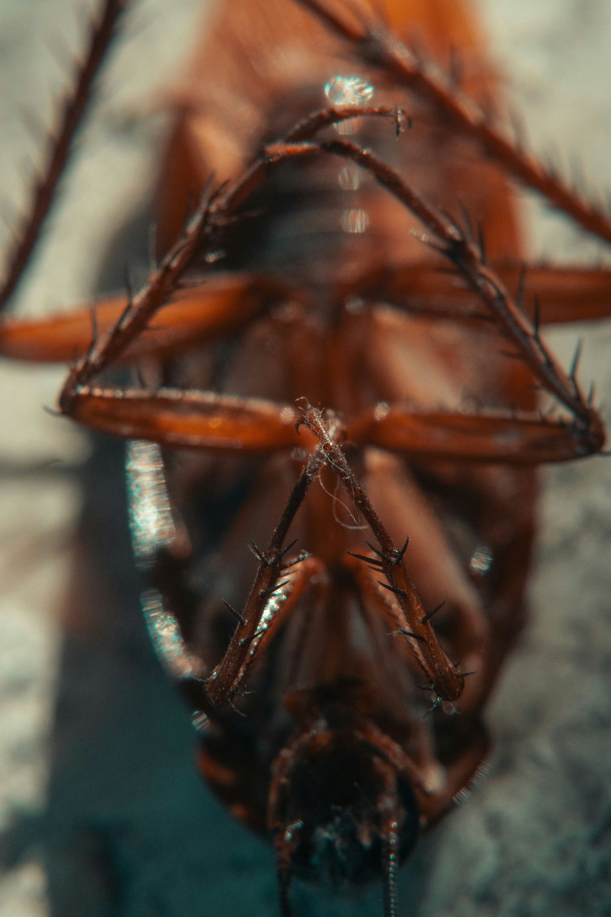 Cockroach close-up macro — Blattella germanica Pakistan
