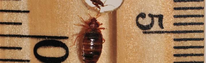 Bed bug Cimex lectularius close-up — Pest Orbit Pakistan