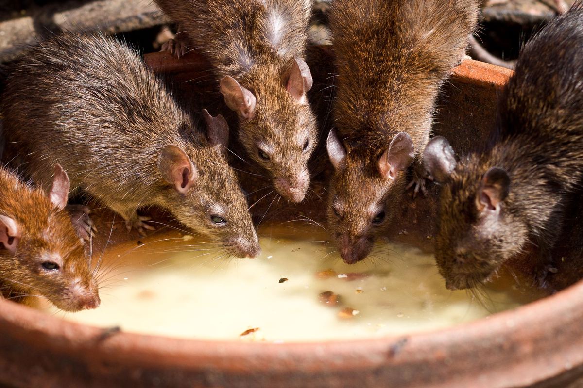 Rodents — roof rat and house mouse Pakistan
