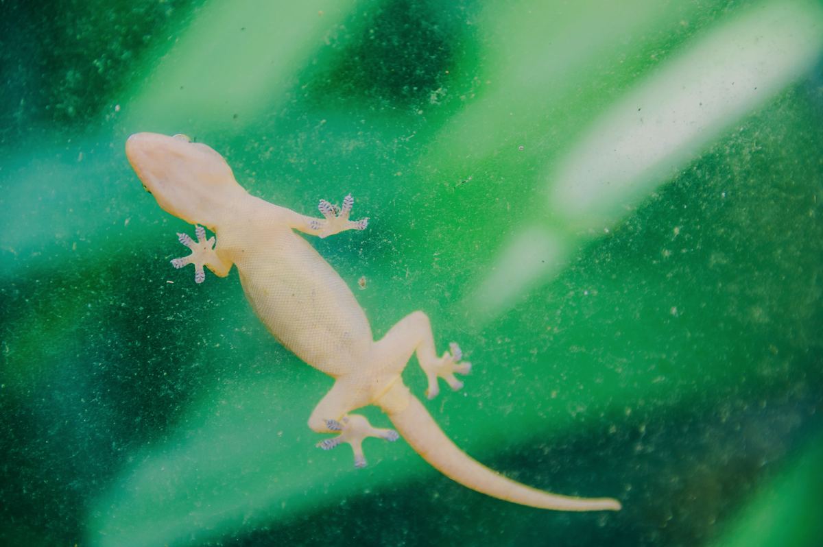 House gecko Hemidactylus flaviviridis — Pakistan