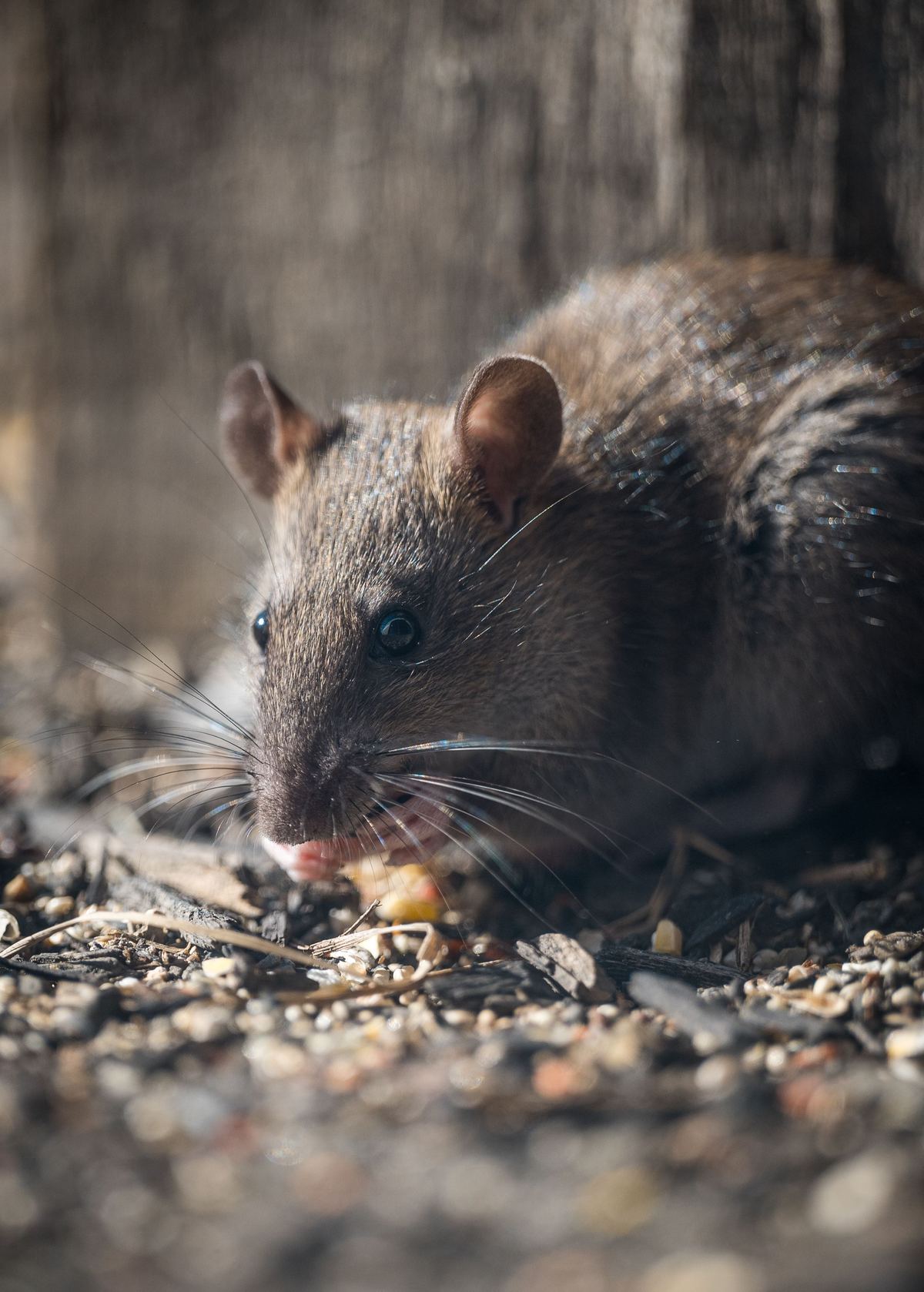 Norway rat close-up — rodent pest Karachi