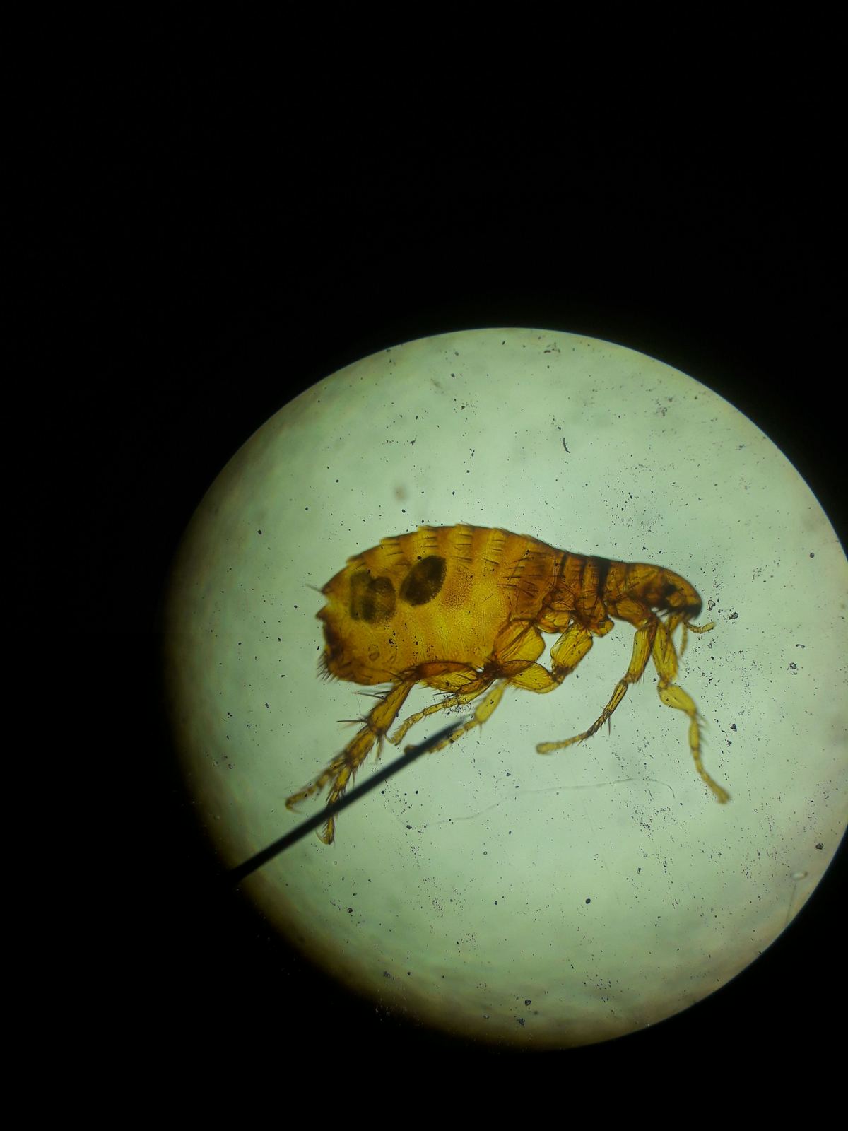 Flea Ctenocephalides — Pakistan pet pest