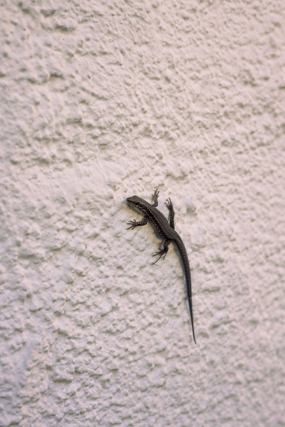 Wall lizard — household reptile pest Pakistan
