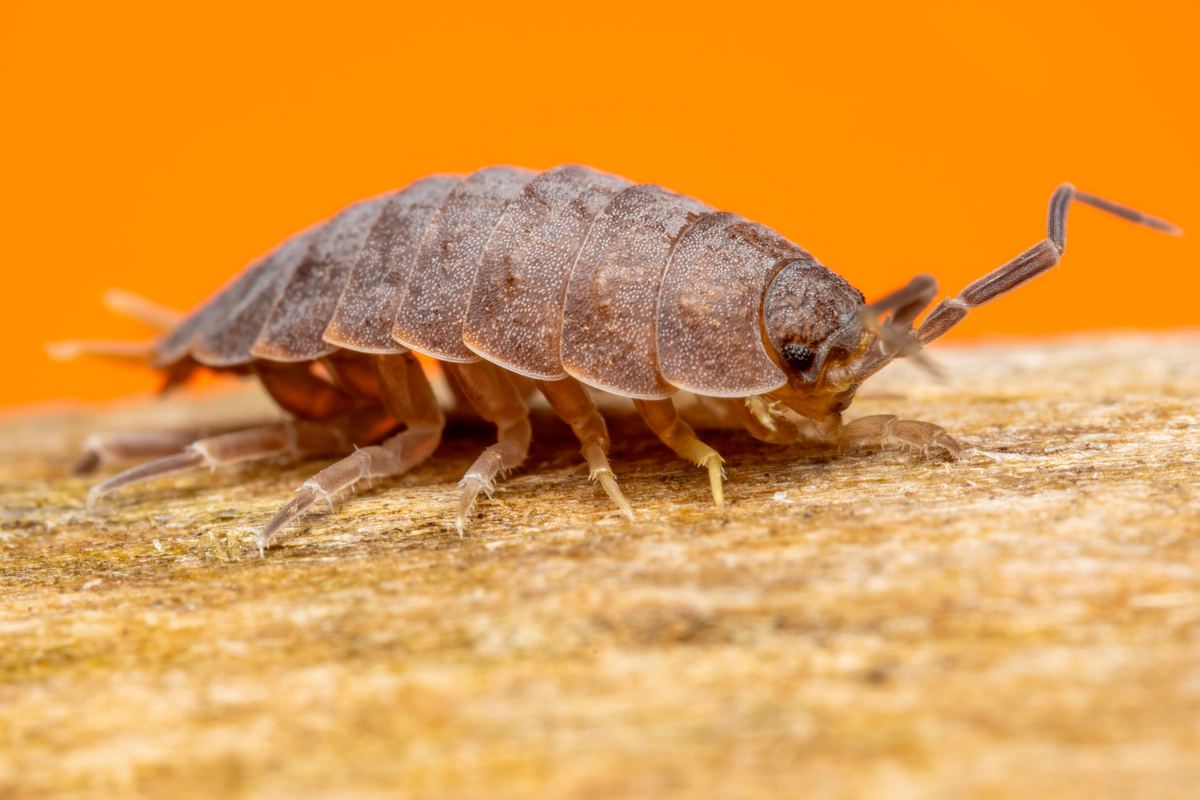 Silverfish feeding on paper — monsoon season Pakistan