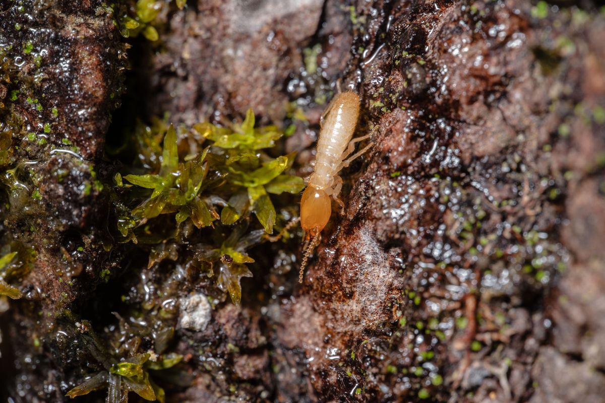 Subterranean termite workers — deemak Pakistan