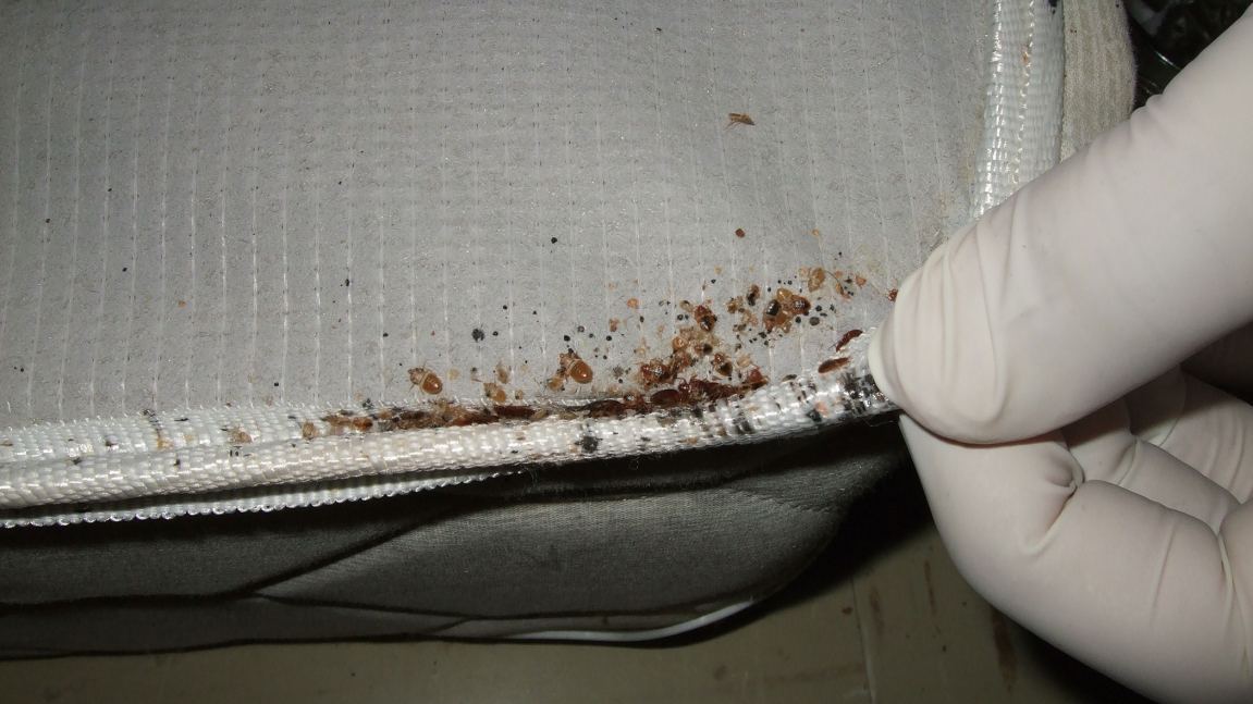 Bed bug infestation on mattress — Pakistan