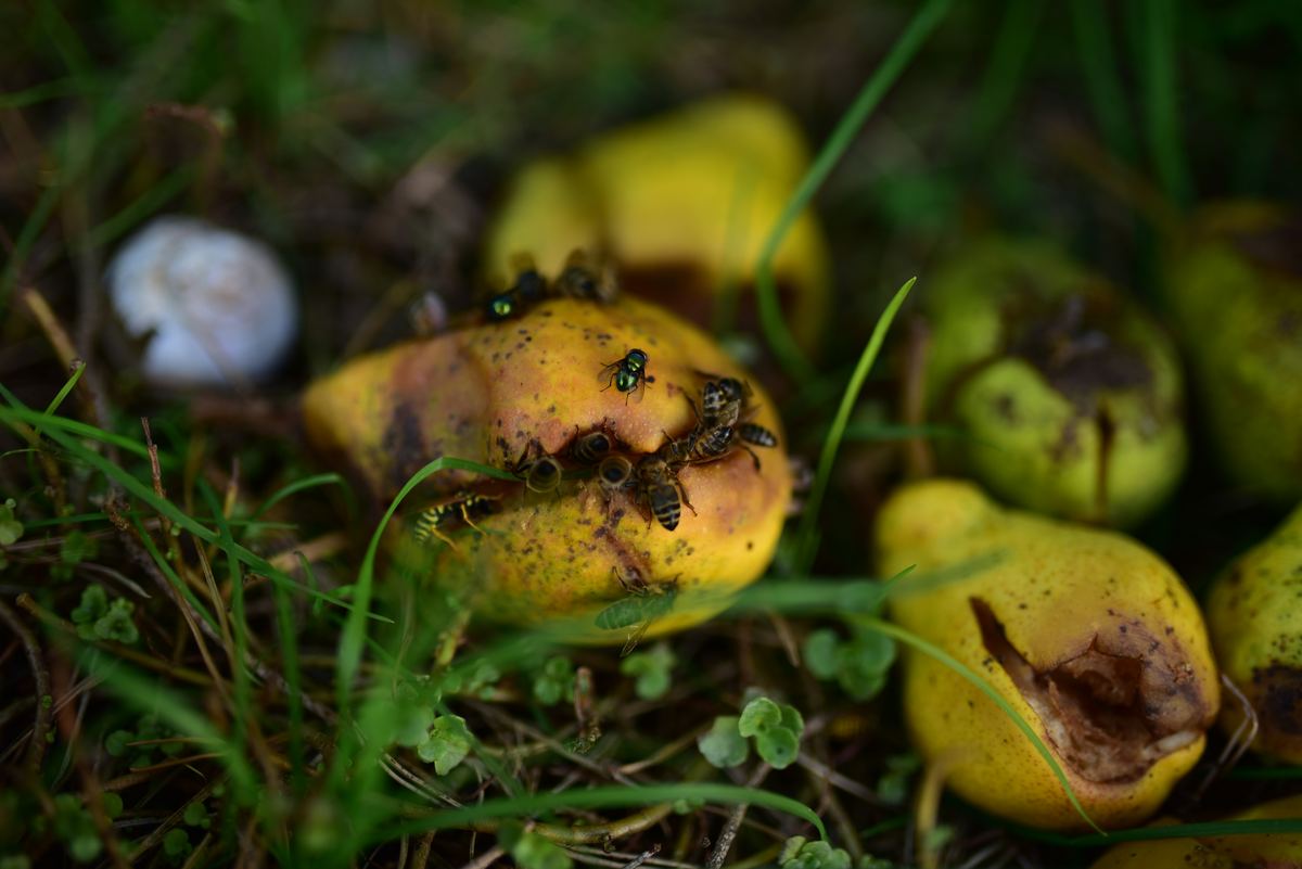 Fruit fly damaging mango — Pakistan fruit season