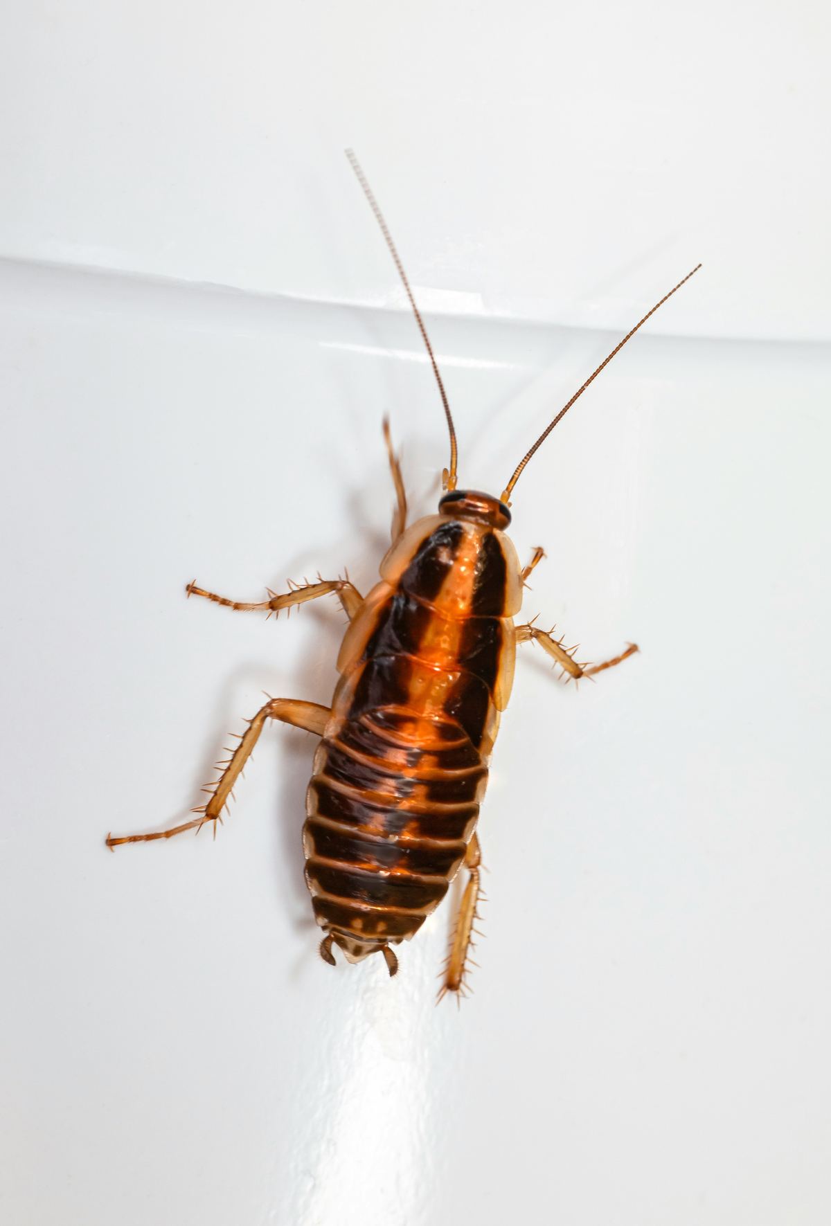 German cockroach — Pakistan urban household pest