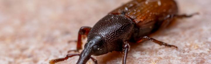 Grain weevil stored pest close-up — Pest Orbit Pakistan