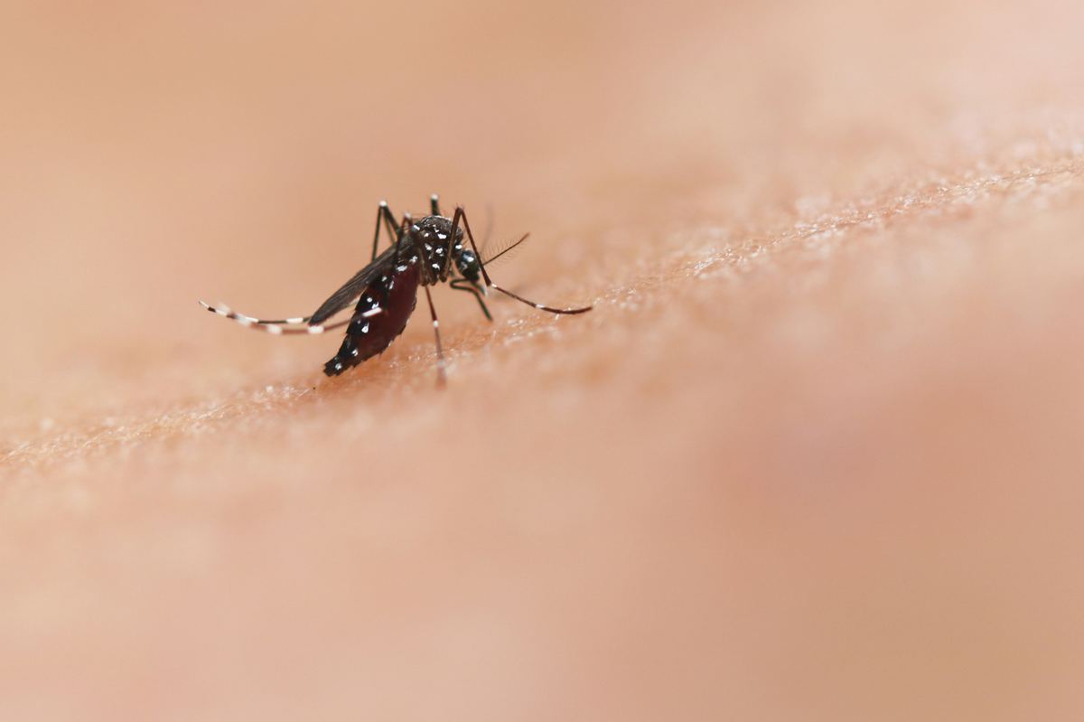 Mosquito macro — dengue and malaria vector Pakistan