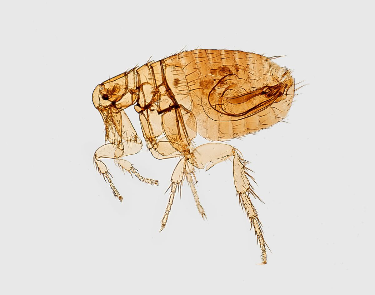 Flea close-up macro — jumping insect Pakistan