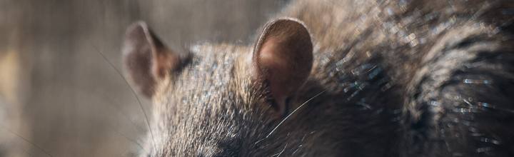 Norway rat close-up rodent control — Pest Orbit Pakistan