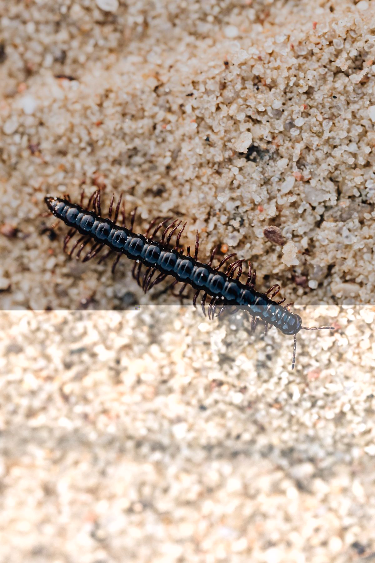 House centipede Scutigera — bathroom pest Pakistan