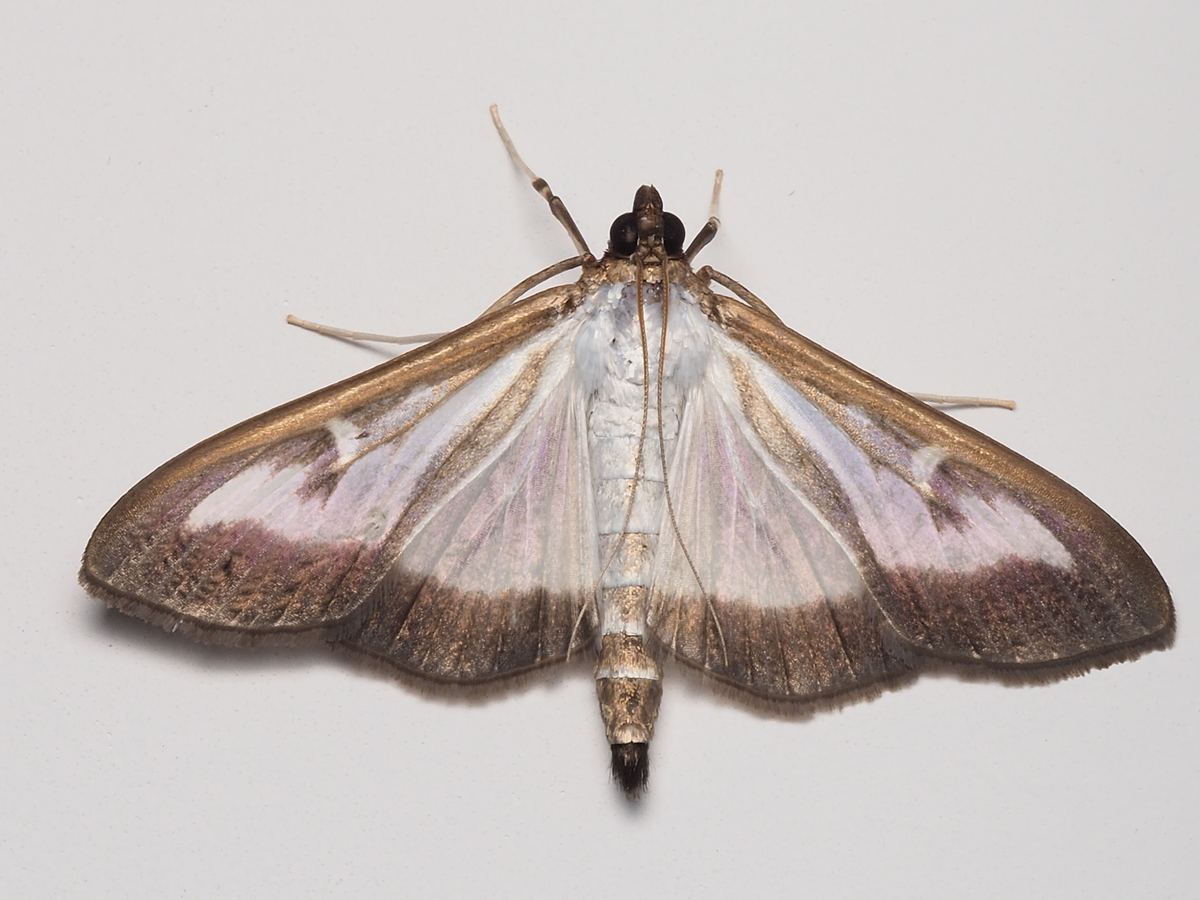 Clothes moth Tineola — wool and fabric pest Pakistan