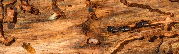 Termite deemak infestation in timber — Pest Orbit Pakistan