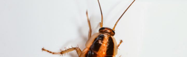 American cockroach Periplaneta americana close-up — Pest Orbit Pakistan